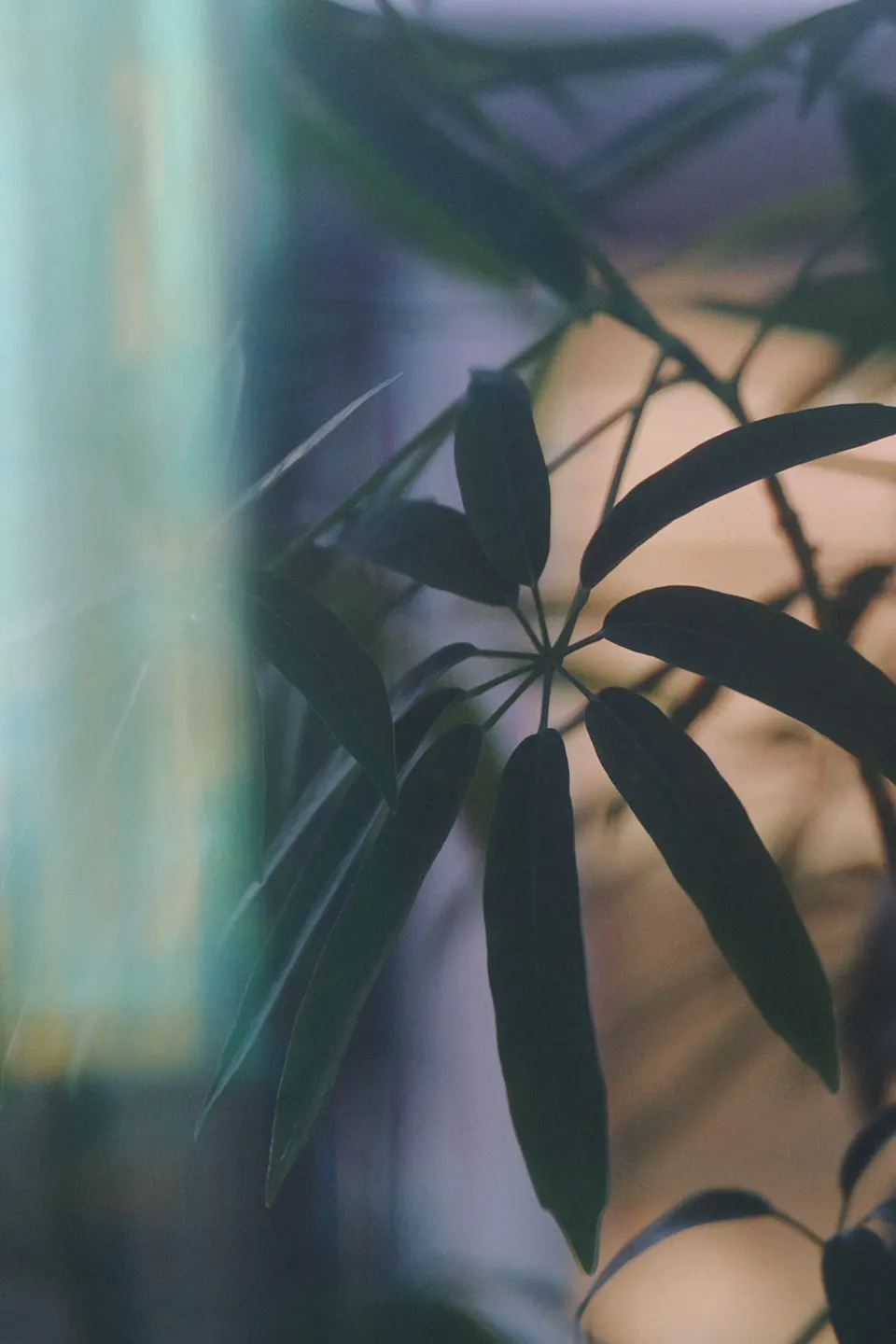 観葉植物の写真